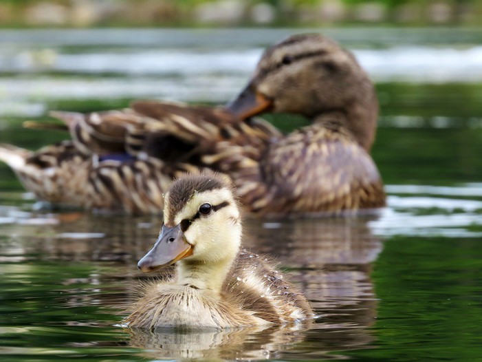 Ducks Unlimited Canada, Charity Profile, Donate Online